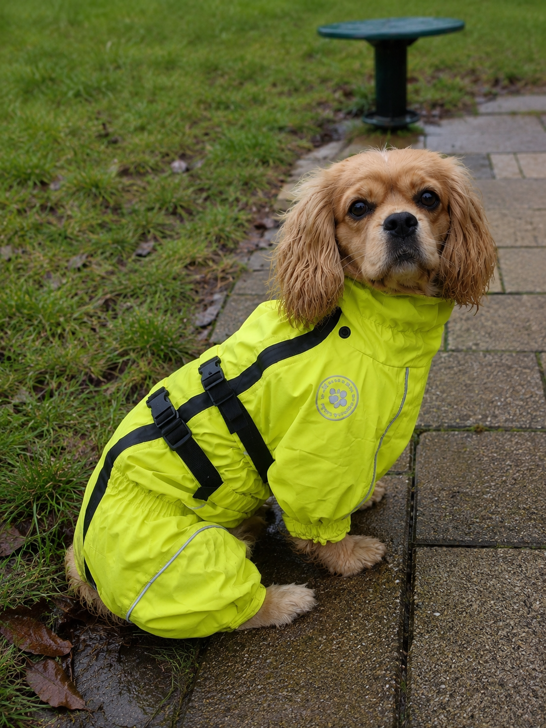 Waterproof Dog Raincoat Jumpsuit with Hood